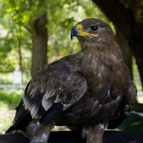 eagle hawk golden eagle