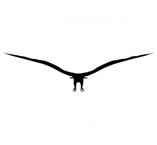 eagle silhouette bird