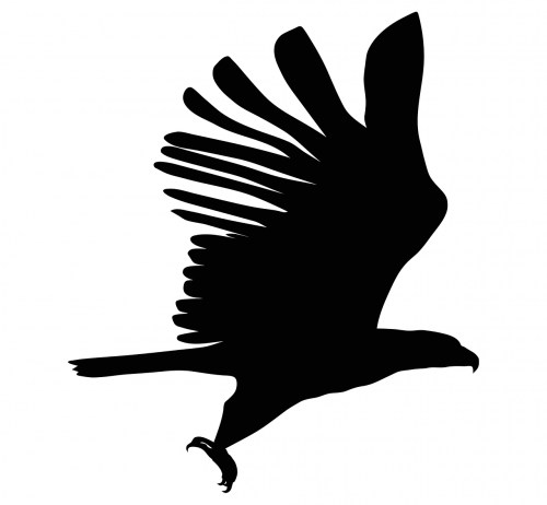 eagle silhouette bird