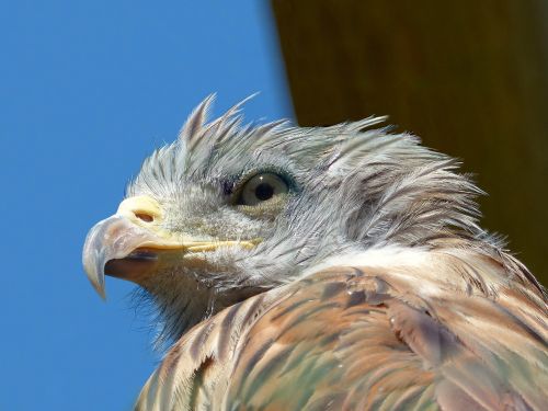 eagle young portrait