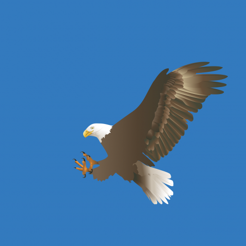 eagle bald eagle flight