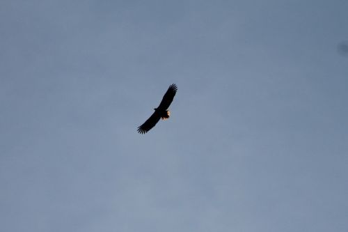 eagle bird fly