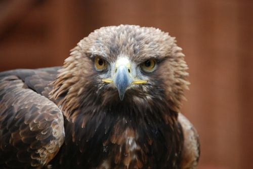 eagle sharp eyed predator