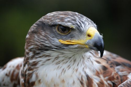 eagle prey close-up