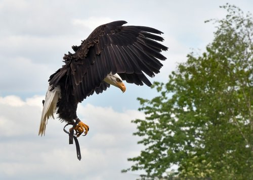 eagle  flight  landing