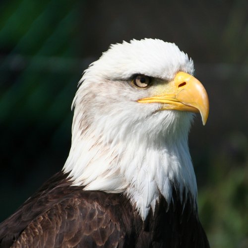 eagle  bird of prey  head