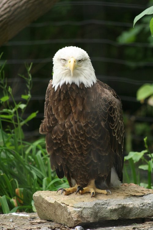 eagle  bird  zoo