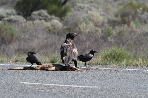 eagle  wedgetail  bird