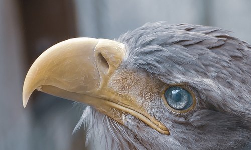eagle  looking  bird