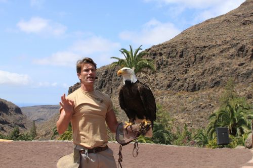 eagle bird beak