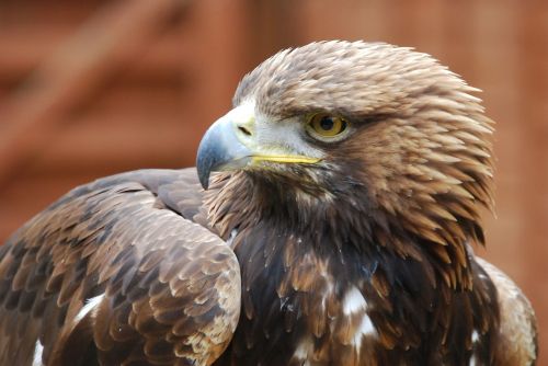 eagle beak portrait