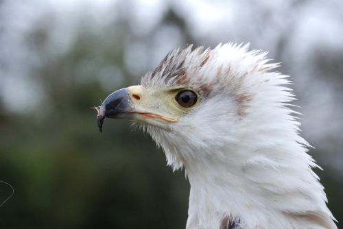 eagle feather beak