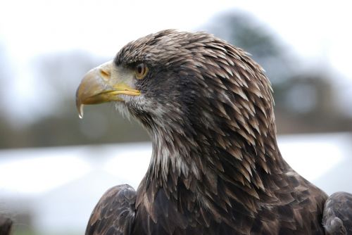 eagle close-up beak