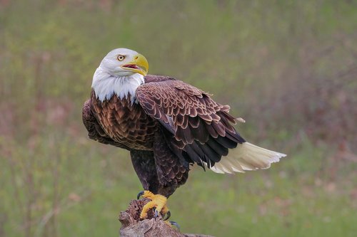 eagle  raptor  bird