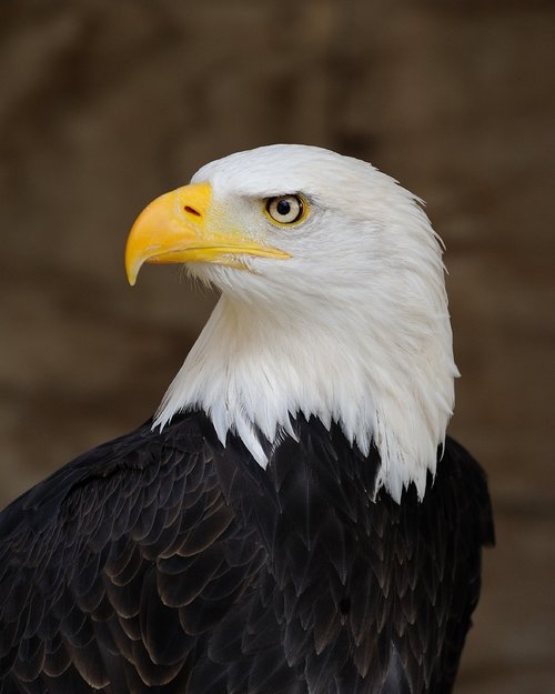 eagle  bald  perched