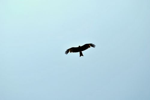 eagle flying freedom