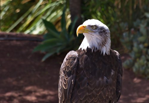 eagle  white-tailed eagle  bird