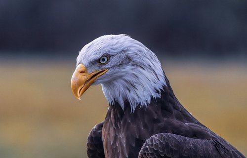 eagle  bird  nature