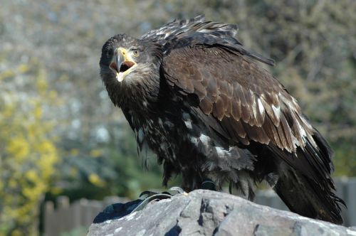 eagle 4 raptor sitting