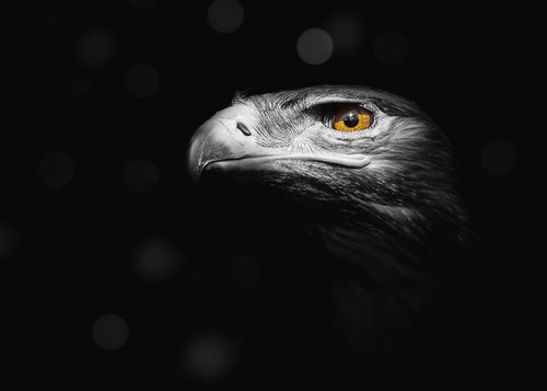 eagle  bird  nature