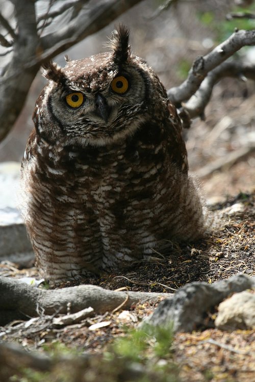 eagle  owl  bird