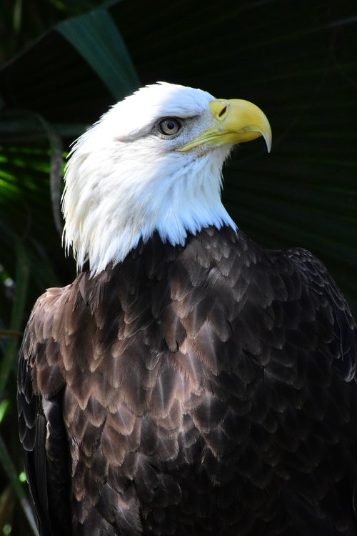 eagle  endangered  wildlife