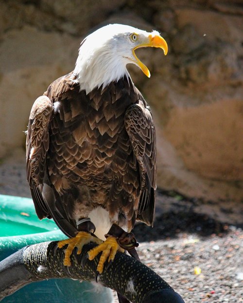 eagle  bird  predator