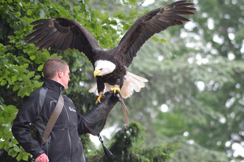 eagle  flight  raptor