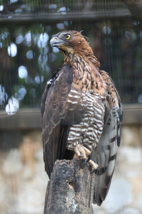 eagle fierce bird