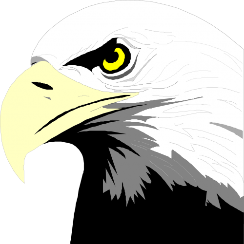 eagle bird bald