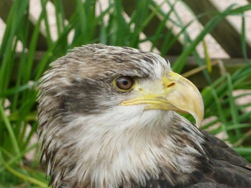 eagle eye beak