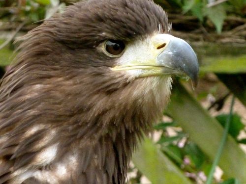 eagle eye beak