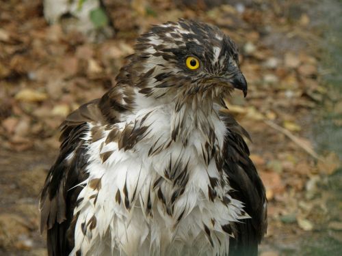 eagle včelojed forest pernis apivorus