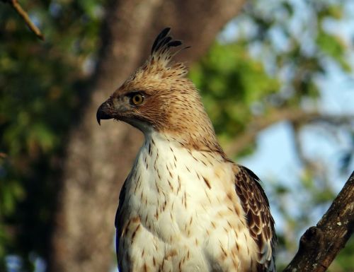 eagle changeable hawk-eagle crested hawk-eagle