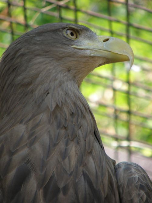 eagle head beak