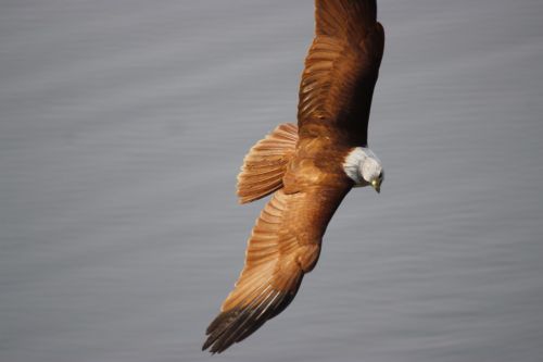 eagle flight nature