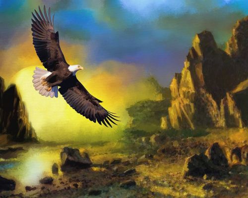 eagle wildlife sunset