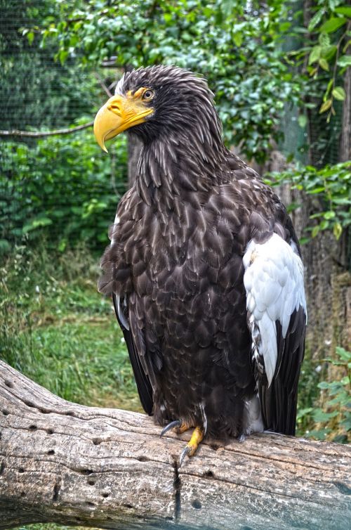 eagle nature predator
