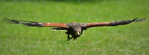 eagle bird bird of prey