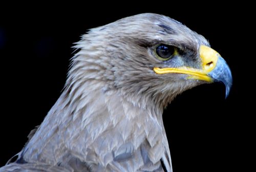 eagle bird bird of prey