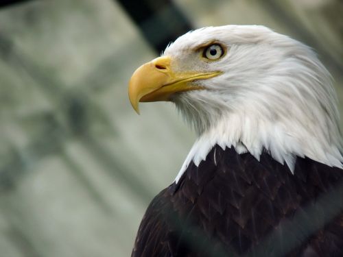 eagle washington eagle sea-eagle