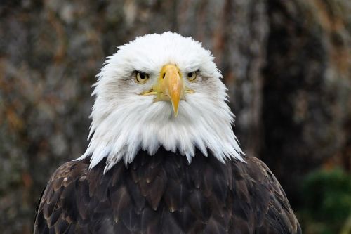 eagle bird symbol