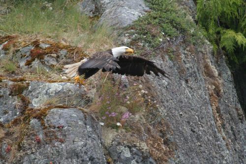 eagle flight nature