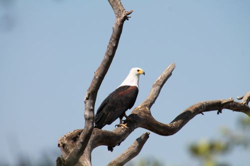 eagle bishangari fisherman lake