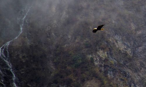 eagle in alaska flying eagles alaska eagle