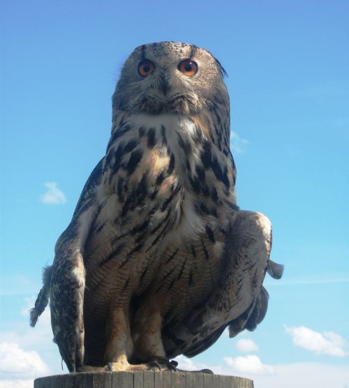 eagle owl owl bird