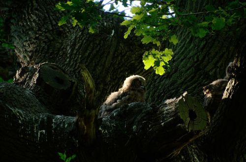 eagle owl owl nest