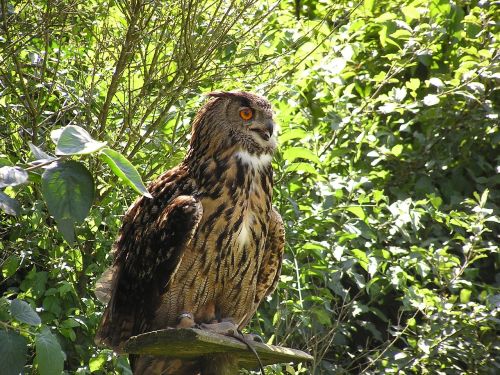 eagle owl bubu wildlife park