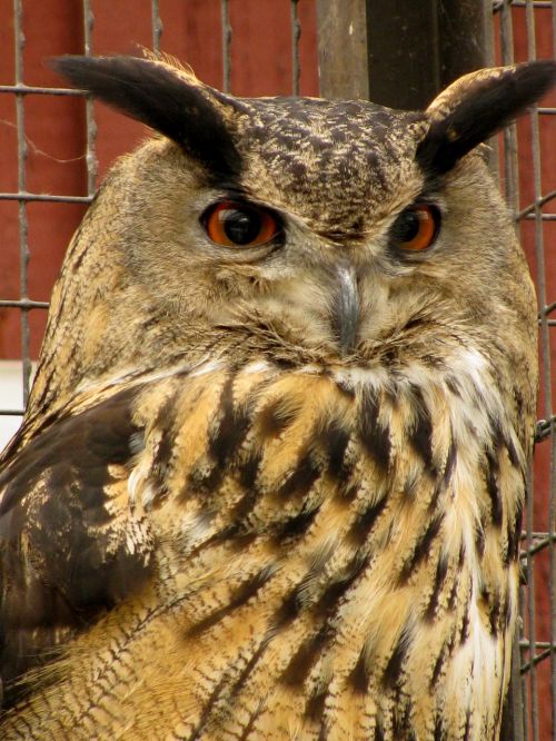 eagle owl bubo bubo look