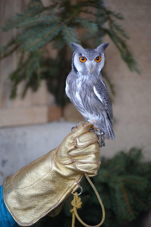 eagle owl raptor feather
